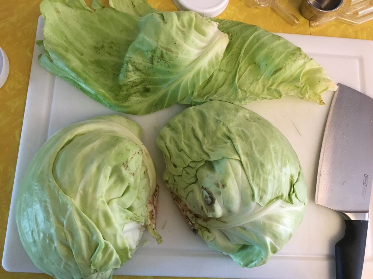 Fermented Sauerkraut the Frugal Way to Feed Your Gut!